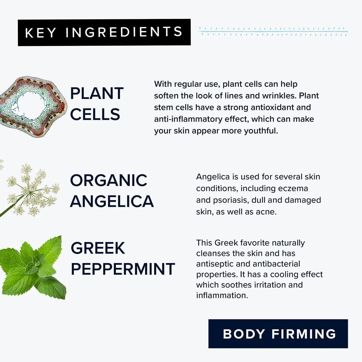 Stemutone Body Serum - Image 5